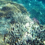 hard coral types