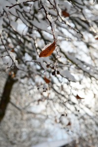 lilav.bg_РИМИ_За да те беше.PIC