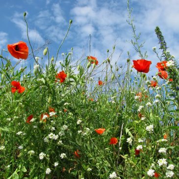 Пролетта